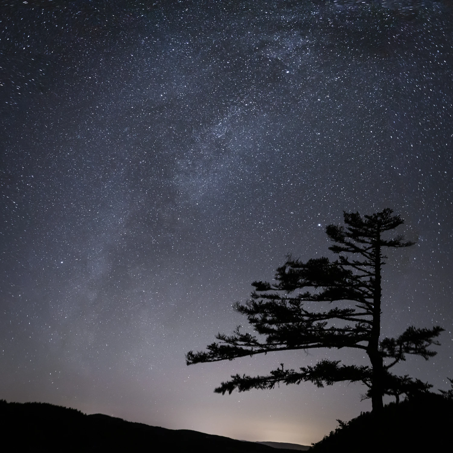 L'arbre et la galaxie